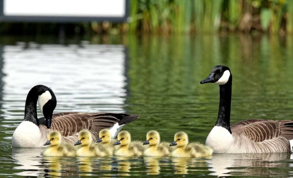 Hareem Malik, làn bơi thứ 22 và vết nứt trên bảng kết quả